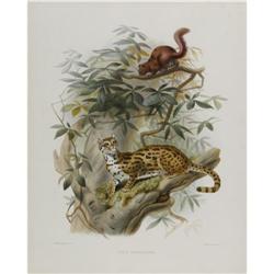 Joseph Wolf Elephant Folio Print: Bengal Leopard Joseph Wolf Elephant Folio Print: [I]Felis Bengalen