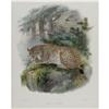 Image 1 : Joseph Wolf Elephant Folio Print: Felis Cervaria Joseph Wolf Elephant Folio Print: [I]Felis Cervaria