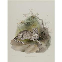 Joseph Wolf Elephant Folio Print: Felis Colocolo Joseph Wolf Elephant Folio Print:[I] Felis Colocolo