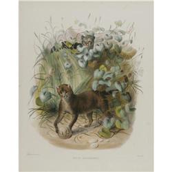 Joseph Wolf Elephant Folio Print: Yaguarundi Joseph Wolf Elephant Folio Print: [I]Felis Jaguarondi;