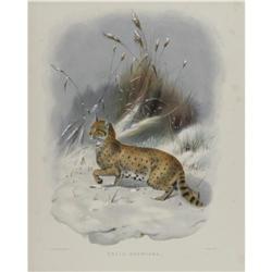 Joseph Wolf Elephant Folio Print:Felis Shawiana Joseph Wolf Elephant Folio Print: [I]Felis Shawiana;