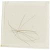 Image 2 : Alexander Hamilton's Hair and Documentation  Alexander Hamilton's Hair Ten Strands from the Most Doc
