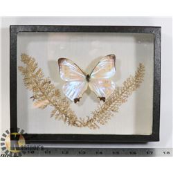 SULKOWSKI MORPHO PERU BUTTERFLY MOUNTED.