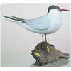 Image 1 : Life Sized Black Capped Tern by Bill We