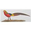 Image 1 : Rare miniature golden pheasant by Harol