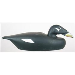 Bold hollow white wing scoter decoy wit