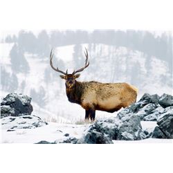 Elk/Deer/Antelope Wyoming State Commissioner's License - Wyoming Women's Foundation