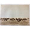 Image 11 : Four Edward Curtis Prints