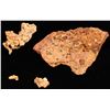 Image 1 : Pine Nut Range Gold  (61325)