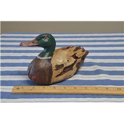 Mallard Duck