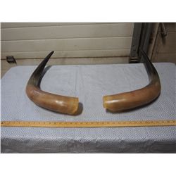 Horns (2)
