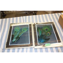 Peacock Feathers in Frames