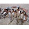 Image 1 : 2 day/2 night Pheasant Hunt
