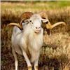 Image 2 : 7 Day Argentinian Hunt for 2 Hunter –    TX Dall Ram, Wild Boar & Hybrid Sheep