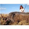 Image 5 : 7 Day Argentinian Hunt for 2 Hunter –    TX Dall Ram, Wild Boar & Hybrid Sheep