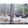 Image 1 : Florida Hog Hunt by Larry Shores