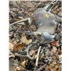 Image 8 : Missouri Whitetail Archery/Crossbow/Muzzleloader    Hunt for 2 Hunters, 6 Days 5 Nights