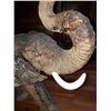Image 19 : Hand Carved African Elephant, African Ironwood