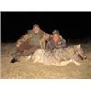 Image 2 : ROE DEER IN SERBIA HUNT for 2 hunters or 1 hunter and 1 observer