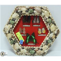 VINTAGE BUTTERFLY DISPLAY WITH SHELL FRAME