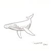 Image 2 : Wyland, "Humpback Whale" Framed Original Sketch, Hand Signed with Certificate of Authenticity.