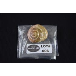 Lot Six Madagascar Snail Shell Fossil