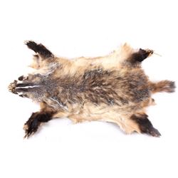 Honey Badger Taxidermy Hide