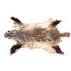Image 1 : Honey Badger Taxidermy Hide