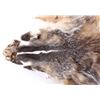 Image 2 : Honey Badger Taxidermy Hide