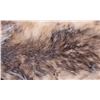 Image 5 : Honey Badger Taxidermy Hide