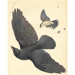 Vintage 1950 Menaboni Bird Print, Eastern Crow & Eastern Kingbird