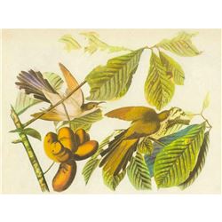c1946 Audubon Print, #2 Yellow-Billed Cuckoo