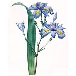 After Pierre-Jospeh Redoute, Floral Print, #58 Iris frangee ( Iris )