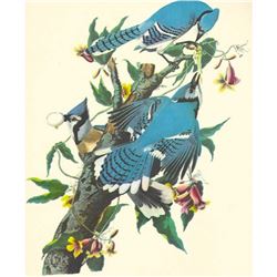 c1950 Audubon Print, Blue Jay