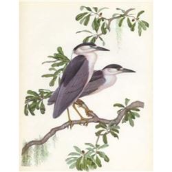 1950 Menaboni Print, Black-crowned Night Heron