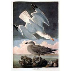 c1946 Audubon Print, #291 Herring Gull