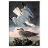Image 1 : c1946 Audubon Print, #291 Herring Gull