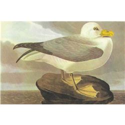 c1946 Audubon Print, #264 Fulmar