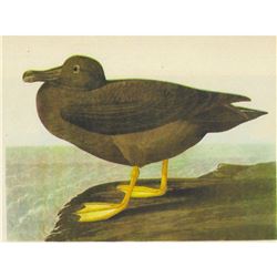 c1946 Audubon Print, #407 American Sooty Albatross