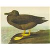 Image 1 : c1946 Audubon Print, #407 American Sooty Albatross
