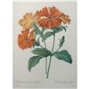 Image 1 : After Pierre-Jospeh Redoute, Floral Print, #75 Lychnide a grandes fleurs ( Lychnide-Silene )