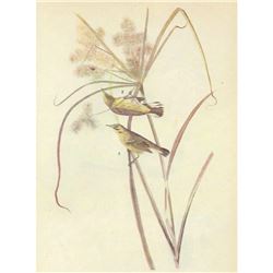 c1946 Audubon Print, #14 Prairie Warbler