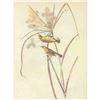 Image 1 : c1946 Audubon Print, #14 Prairie Warbler
