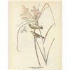 Image 2 : c1946 Audubon Print, #14 Prairie Warbler