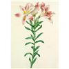 Image 1 : After Pierre-Jospeh Redoute, Floral Print, #2 Alstroemeria Pelegrina
