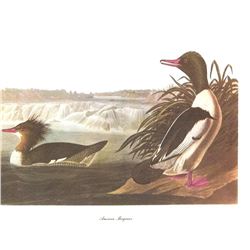 c.1950 Audubon Print, American Merganser