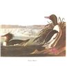 Image 1 : c.1950 Audubon Print, American Merganser