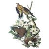 Image 1 : c1946 Audubon Print, #17 Mourning Dove