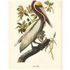 Image 1 : c1950 Audubon Print, Brown Pelican