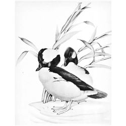 1950 Menaboni Print, Bufflehead (Black/White)